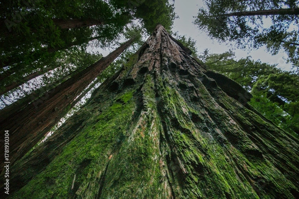 Obraz Towering Moss-Covered Coast Redwood Tree (Sequoia sempervirens) in Northern California Forest
