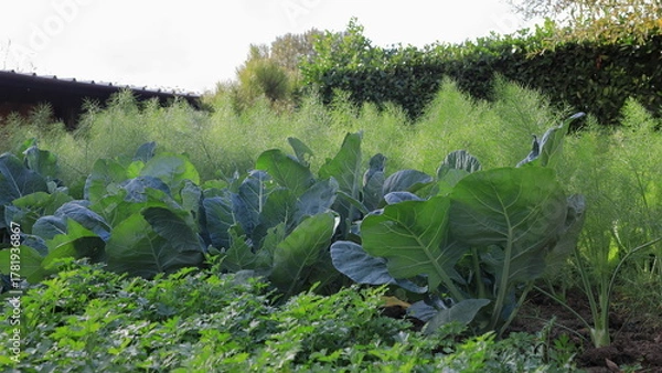 Obraz vegetable in the garden
