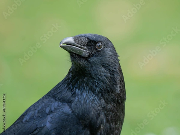 Fototapeta High Resolution PortraIt of a Raven with green Background. High quality photo