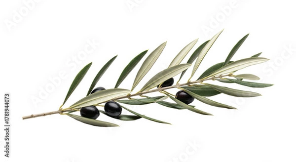 Fototapeta Olive Branch with Black Olives and Green Leaves Isolated on White Background.