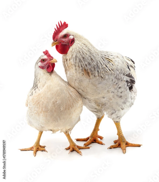 Fototapeta Rooster and hen stand together isolated on white background.