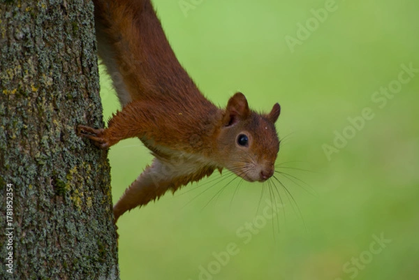Fototapeta Curious red squirrel is peeking out from a tree close-up	