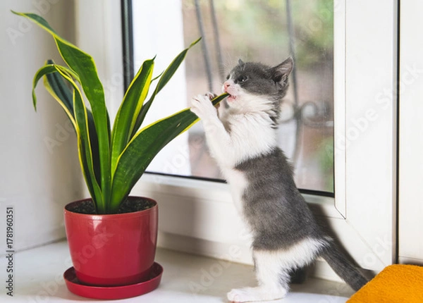 Obraz Curious kitten biting houseplant leaf on windowsill