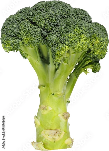 Obraz Fresh, green broccoli isolated on white background
