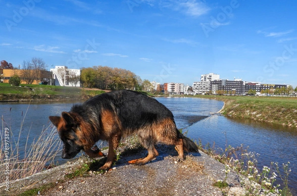 Obraz German Shepherd Walking by the River on a Sunny Day