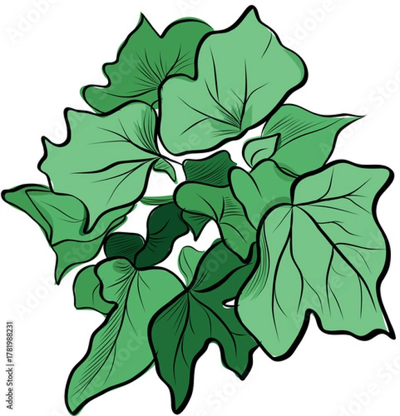 Obraz Ivy leaves bouquet green botanical vector illustration