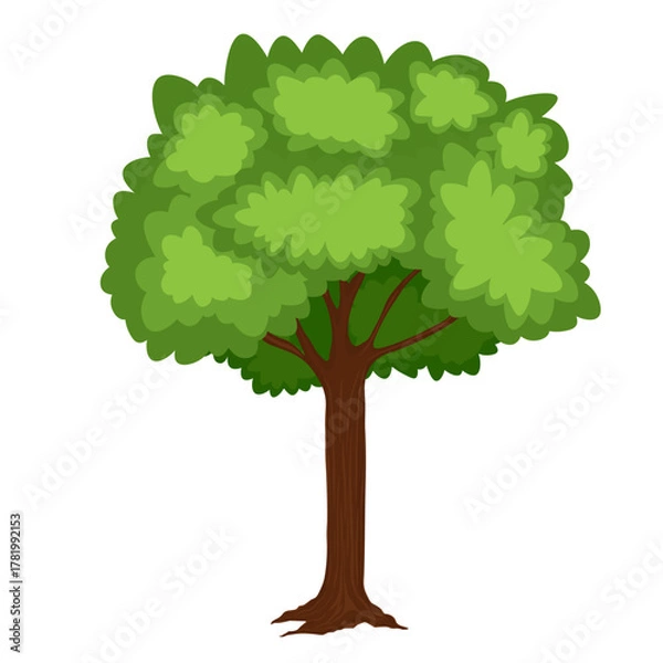 Fototapeta A large, green, deciduous tree with a thick trunk and branches.Deciduous tree in summer. Vector stock illustration. Isolated on a white background.