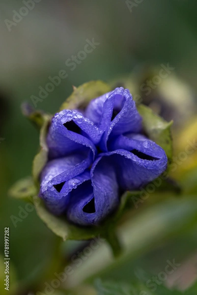 Obraz Nicandra Blüte