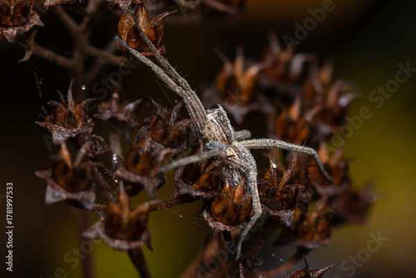 Obraz Spinne an einem Herbstmorgen