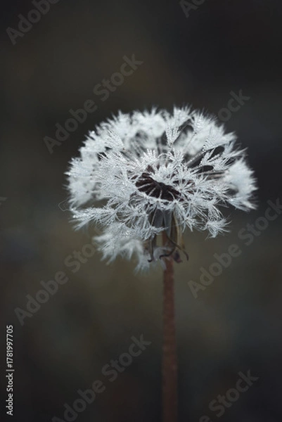 Obraz Pusteblume im Morgentau