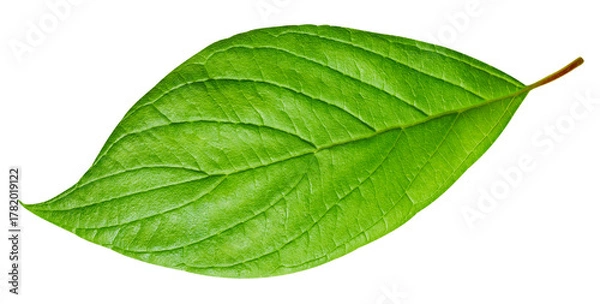 Obraz Tropical green leaf isolated on white background