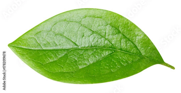 Obraz leaf isolated on white background