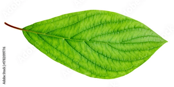 Obraz Green leaf isolated on white background