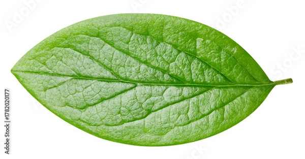 Obraz leaf isolated on white background