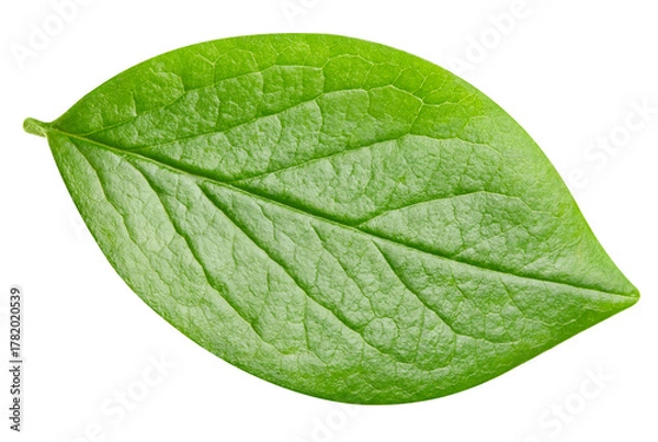 Obraz leaf isolated on white background