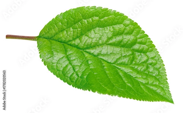 Obraz Plum leaf isolated on white background