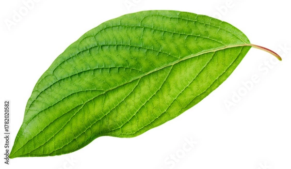Obraz Green leaf isolated on white background