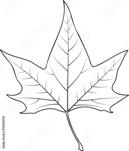 Obraz Maple Tree Leaf Outline National Canada Symbol