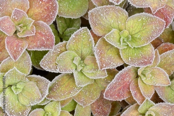 Obraz Frosted Hydrangea Petals Showcasing Intricate Beauty in Macro Photography