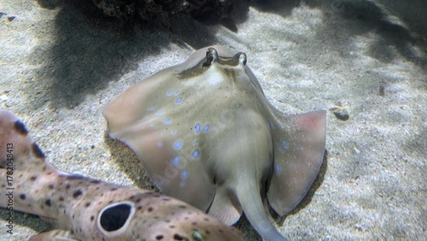 Obraz Blaupunktrochen