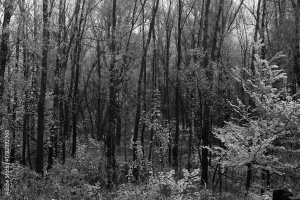 Fototapeta foresta alberi bianco e nero 
