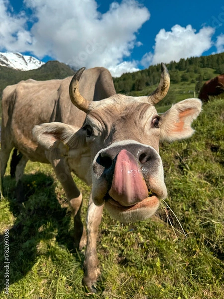 Obraz mucca pascolo lingua 