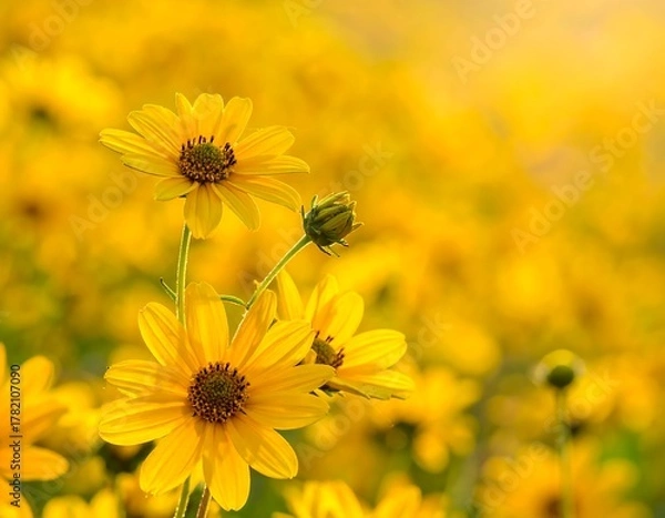 Fototapeta Close-up of yellow wildflowers bathed in warm sunlight, creating a bright and cheerful scene