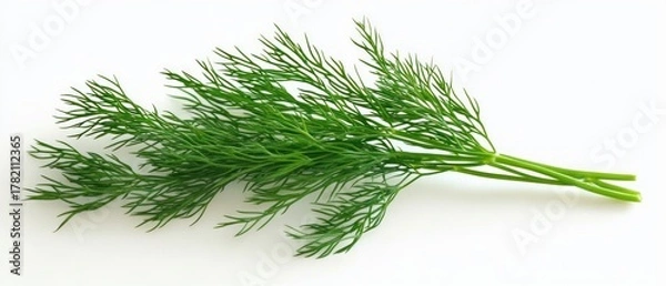 Fototapeta Fresh green dill herb sprigs isolated on white background with delicate feathery leaves and thin stems