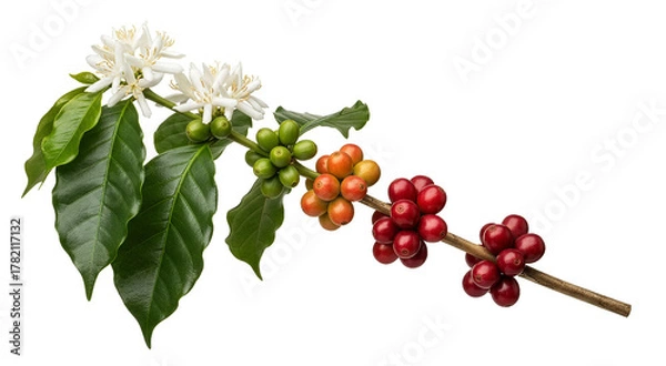 Fototapeta Coffee branch with flowers and ripe red coffee cherries isolated on transparent background