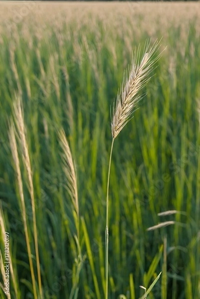 Obraz there is a tall stalk of grass that is in the middle of a field