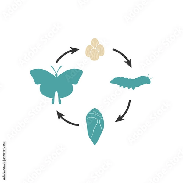 Fototapeta Butterfly life cycle in pastel tones: metamorphosis journey from caterpillar to butterfly
