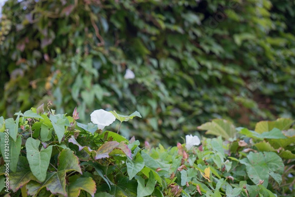 Obraz 緑の葉と白い花