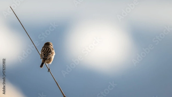 Obraz Little bird in a branch