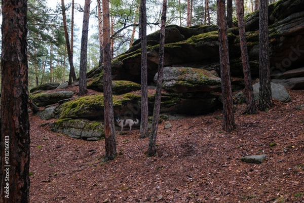 Fototapeta Autumn walk along the scenic trails of the Karkaraly Nature Park in Kazakhstan. Among the ancient pines and mossy rocks, the dog enjoys the beauty of nature.