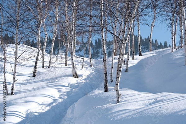 Obraz A sunny winter day in a snowy forest. A path laid among slender birches leads deep into a quiet and frosty fairy tale.