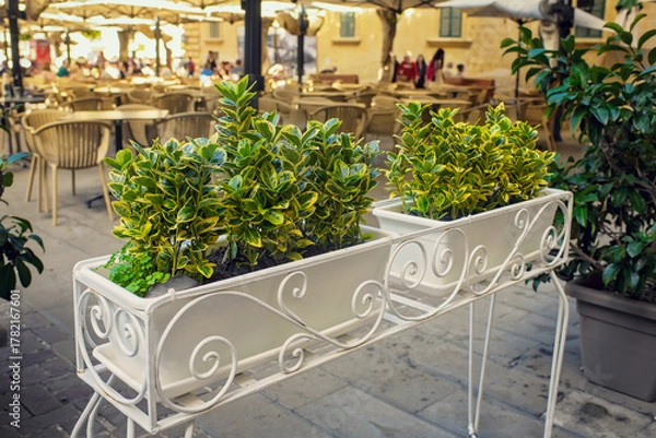 Obraz Beautiful green decorative plants in white ornate metal planters at an outdoor cafe, creating a cozy urban atmosphere.