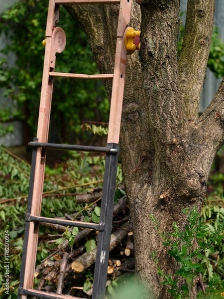 Fototapeta Metal step ladder is leaning against a tree trunk amidst freshly cut branches. Close-up