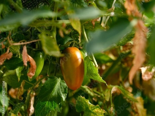 Fototapeta A ripening plum tomato hangs on the vine amidst green and dry leaves