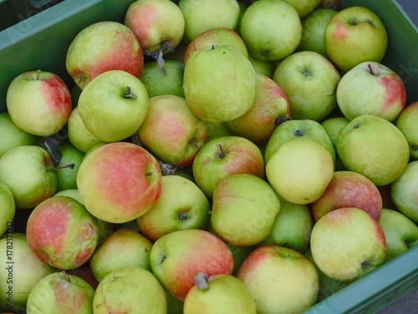 Fototapeta Close-up of fresh green Sinap apples in a green plastic crate