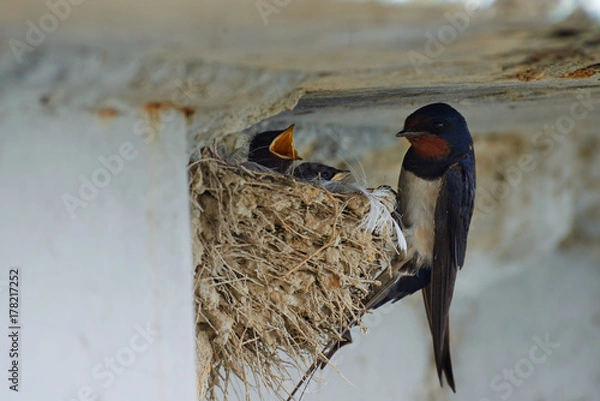 Fototapeta Nest of swallows. The swallows and martins, or Hirundinidae, are a family of passerine birds found around the world on all continents except Antarctica.