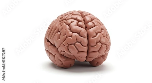 Obraz A cerebral organ isolated on a white background in a studio shot