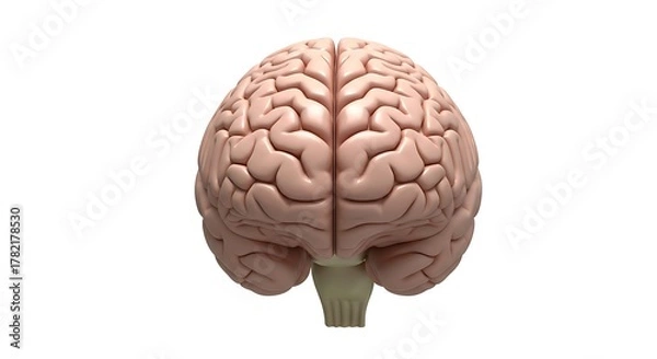 Obraz A frontal view of a human brain against a plain white background