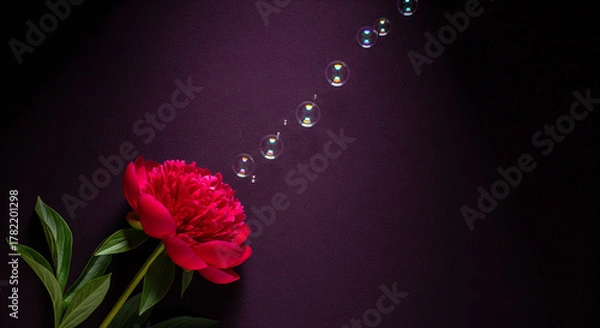Obraz Red Peony with Floating Bubbles on Purple Background