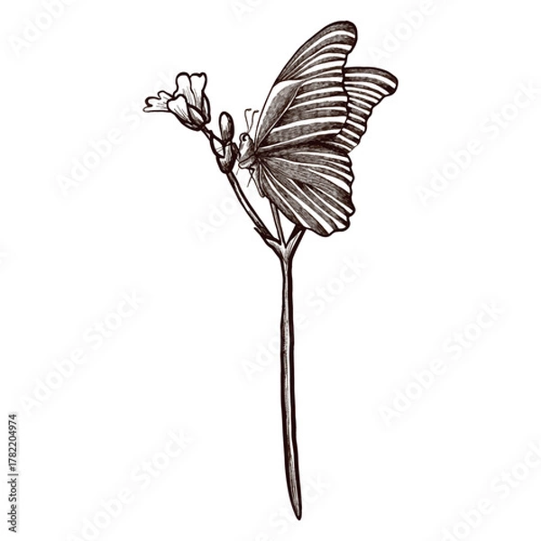 Obraz Drawing of a butterfly on a flower. Hand-drawn vector graphic image.