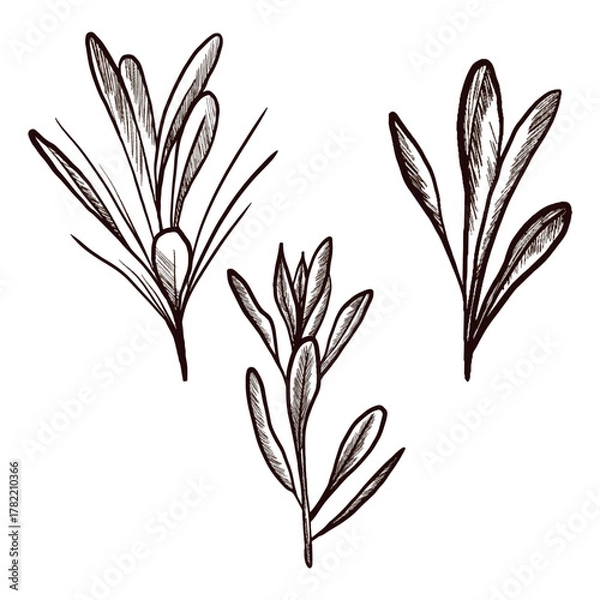 Obraz A set of meadow plants drawn in a graphic style. Vector image.