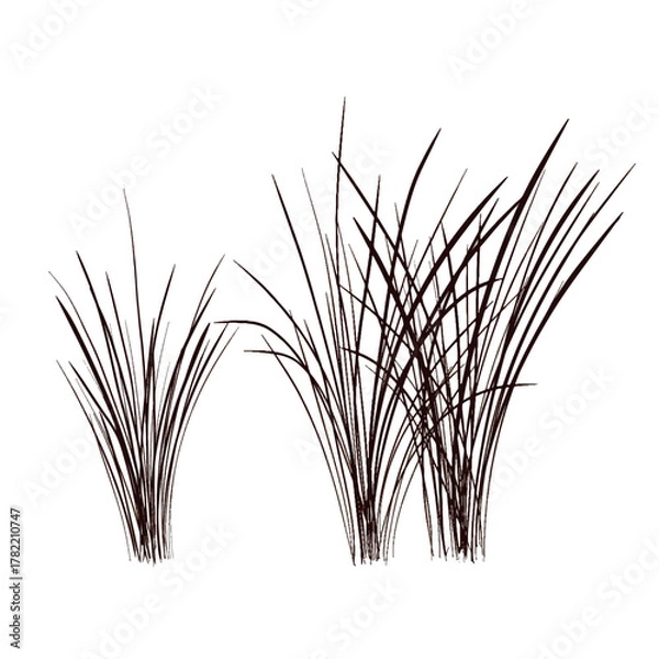 Obraz A drawing of tufts of grass drawn in a graphic style. Vector image.