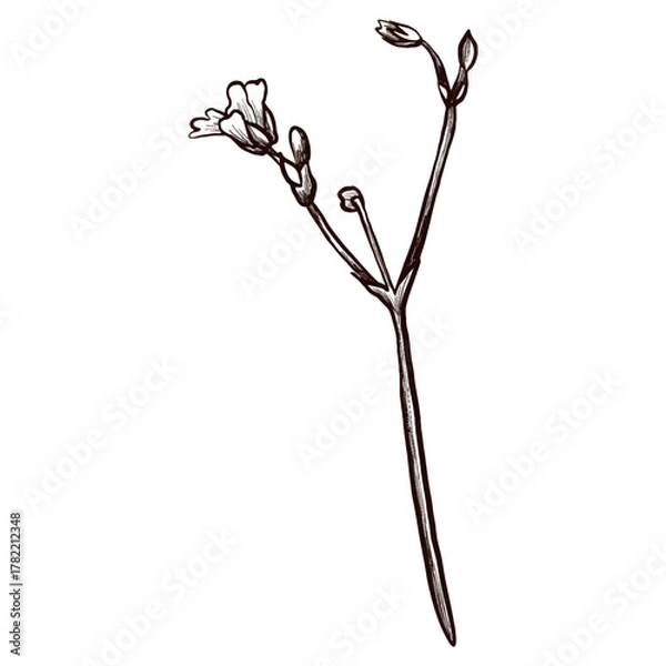 Obraz A branch of a meadow mountain plant with flowers drawn in graphic style. Vector flower icon.