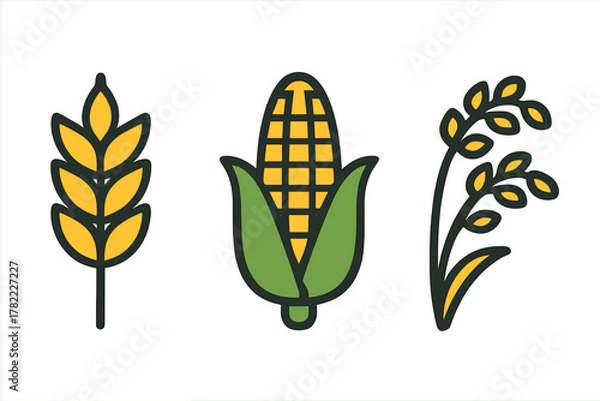 Fototapeta Set of wheat, corn, and rice cereal crops depicted as colorful flat agricultural icons