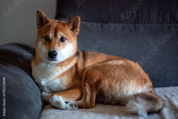 Fototapeta Shiba Inu Dog Resting on a Couch