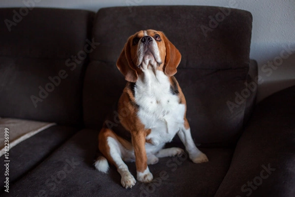 Fototapeta Curious Beagle Dog Looking Up on a Couch